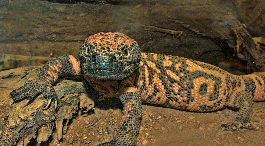 Colorado man killed by his Gila Monster pet