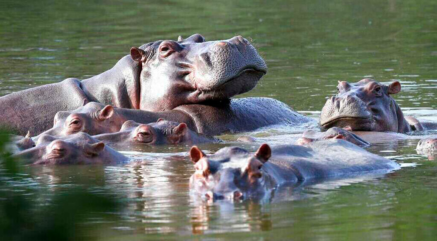 Hippos invade farms in Kisumu