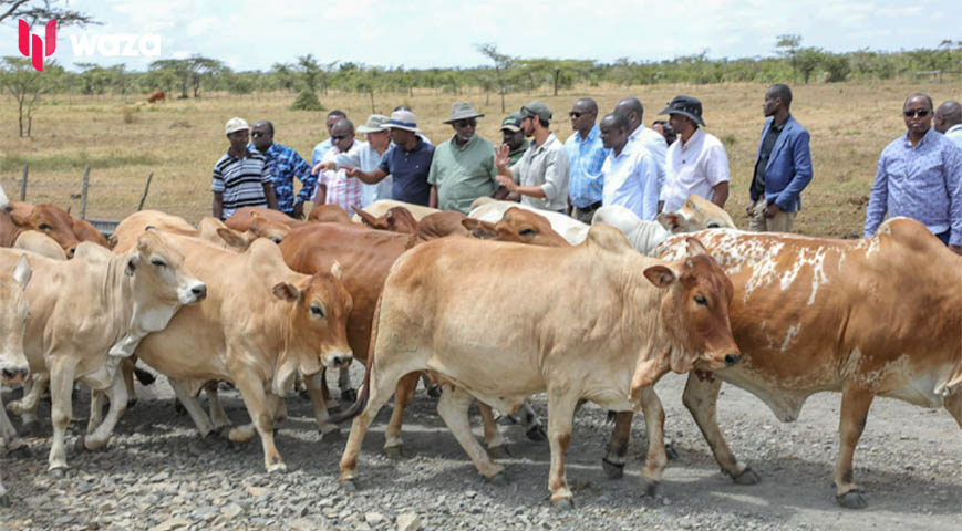 State To Double Livestock Production To Boost Meat And Leather Production