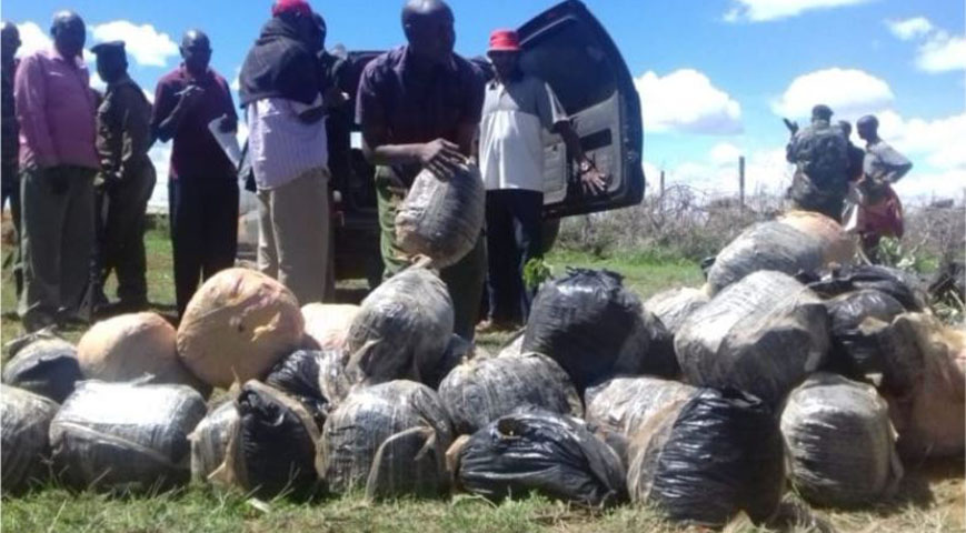 Bhang worth Ksh.4.8M recovered in Migori
