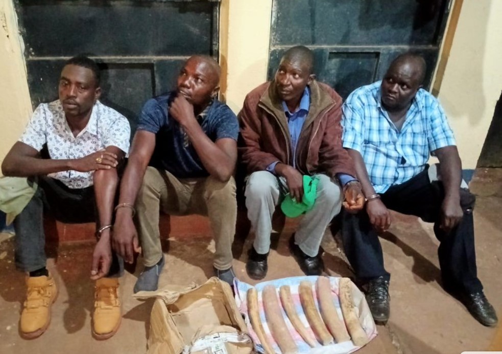 Four Suspects In Possession Of Kes 2M Ivory Arrested