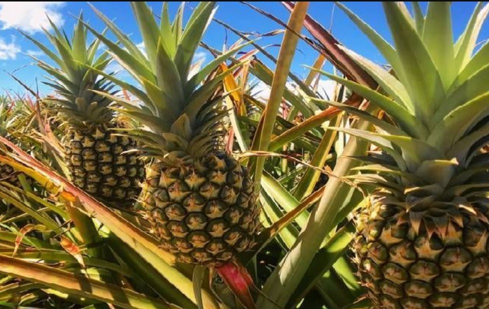 Man Fined Kes 200K For Stealing Pineapples From Delmonte Kenya Farm
