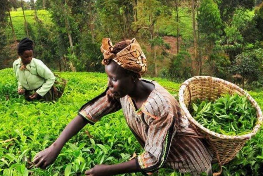 Lipton Teas  Withdraws  Plan To Fully Acquire Limuru Tea