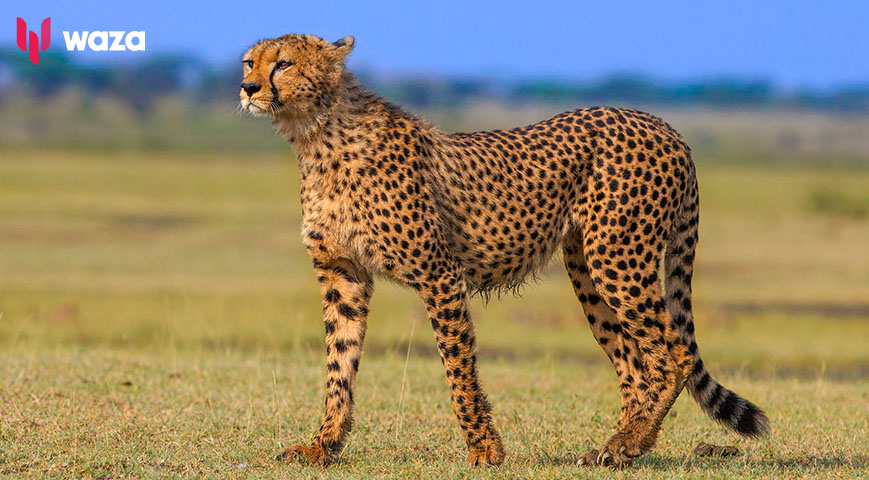 Pupil Attacked By Cheetah On His Way To School In Meru