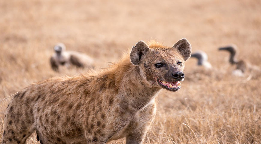 Shock As A Hyena Sneaks Into A Shop In Nakuru County