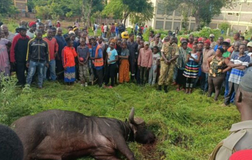 A Stray Buffalo Kills A 60-Year-Old Man In Voi Town
