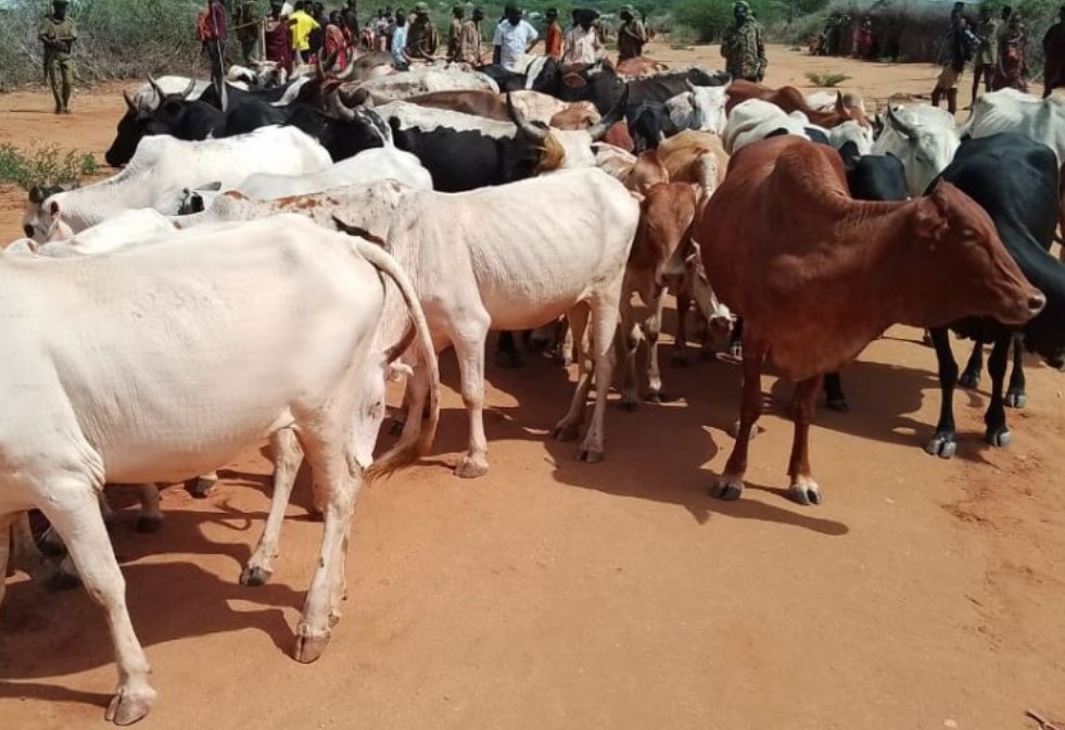 Police Recover 65 Stolen Livestock In Turkana County