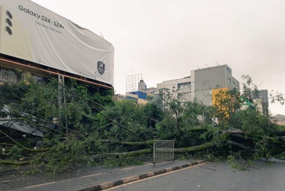 Moi Avenue Blocked After Two Old Trees Fall In Nairobi CBD