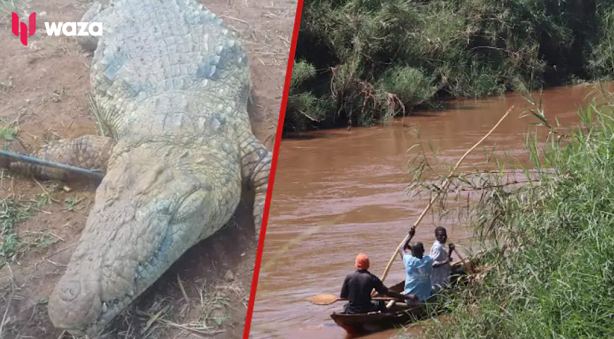 Man Hospitalized After Crocodile Attack, Family Wants KWS To Clear Ksh.330K Bill
