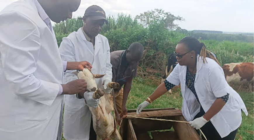Foot And Mouth Disease Outbreak Reported In Nyamira
