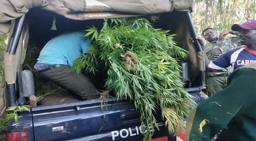 Siaya: 32-Year-Old Man Arrested For Growing Bhang