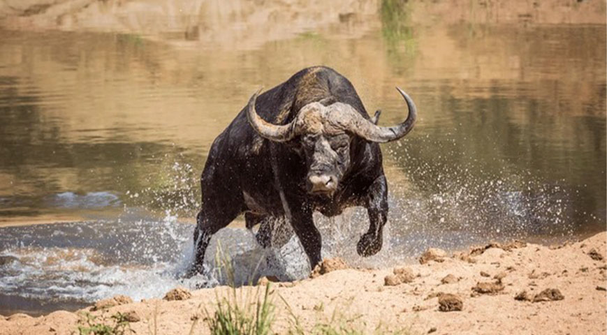 Boy, 12, Seriously Injured After Buffalo Attack In Tana River