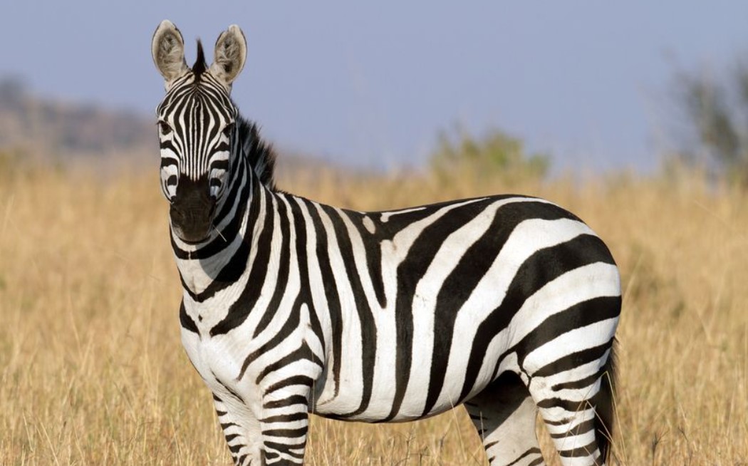 Man Jailed For A Year After Being Found With Zebra Meat