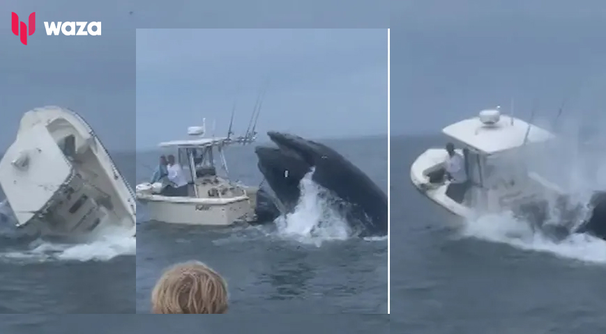 Whale Breaches Off New Hampshire, Capsizes Boat on Video