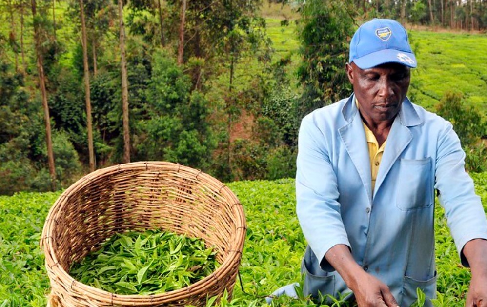 Kenya’s Tea Exports Increases By 19 Percent To Kes155.8M  In Q1