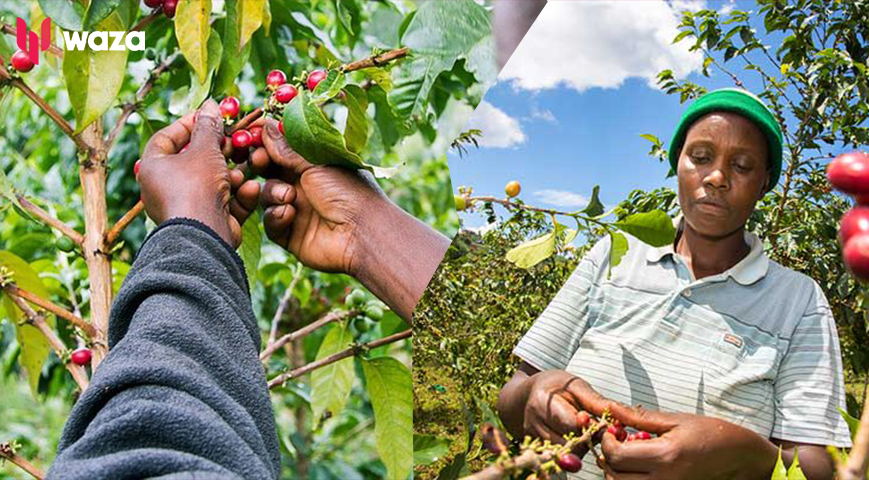 Kirinyaga: Coffee Farmers Block Roads To Protest Against Poor Pay