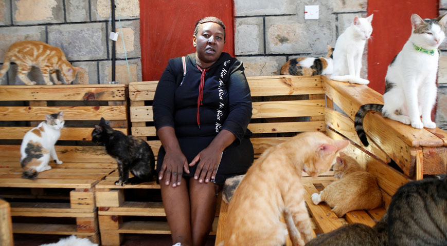 Nairobi Cat Owners To Pay Ksh.200 In New Law