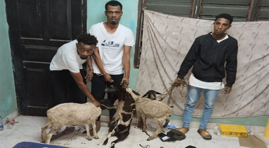 Police arrest sheep stealing thieves in Mombasa