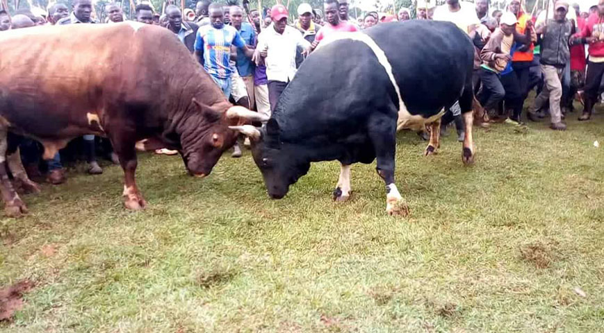 Man Killed At A Bullfighting Event In Kakamega