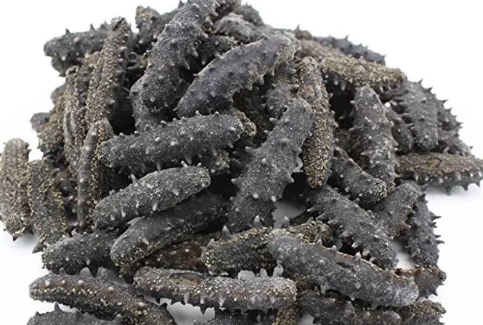 China Begins Import Of Dried Sea Cucumber From Kenya