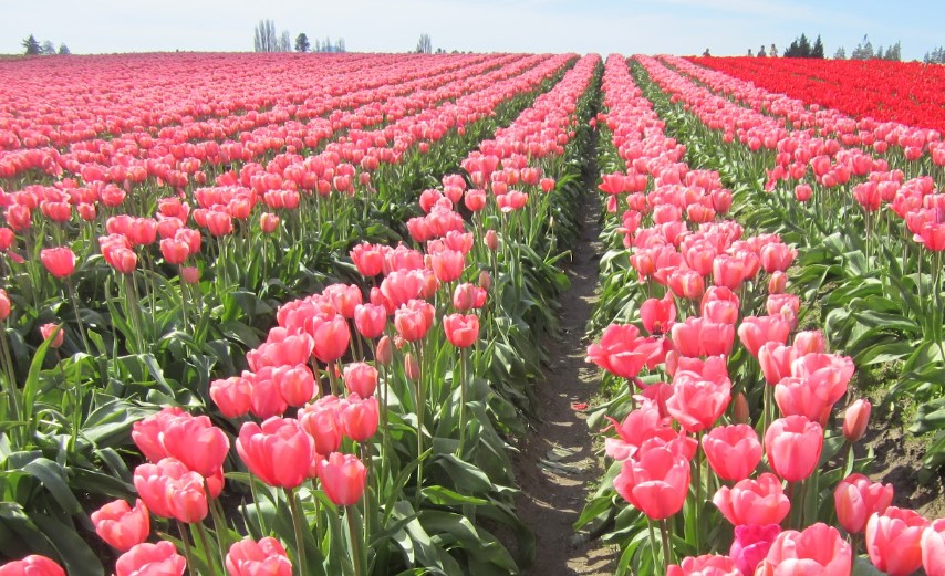 Kenya’s Flower Exports Posts 200,000 Tons In 8Months