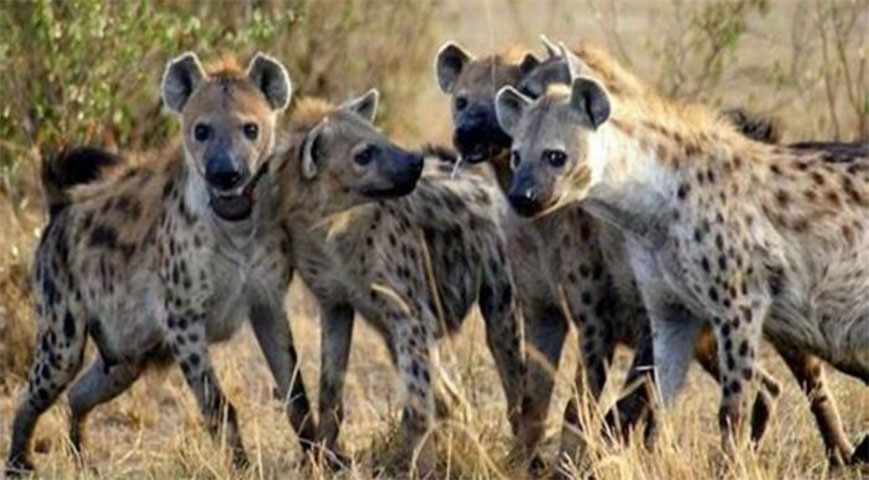 Operation 'Ondoa Fisi' Leads To The Capture Of 60 Hyenas