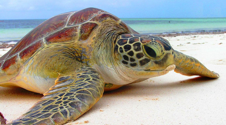 Malindi: Man arrested for illegal possesion of endagered turtle