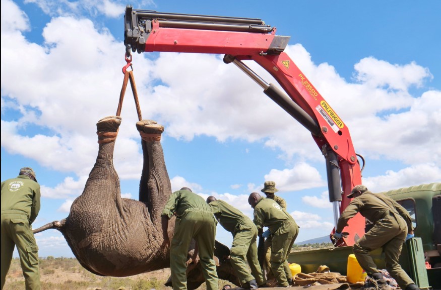 Government Relocates 50 Elephants From Mwea To Aberdare