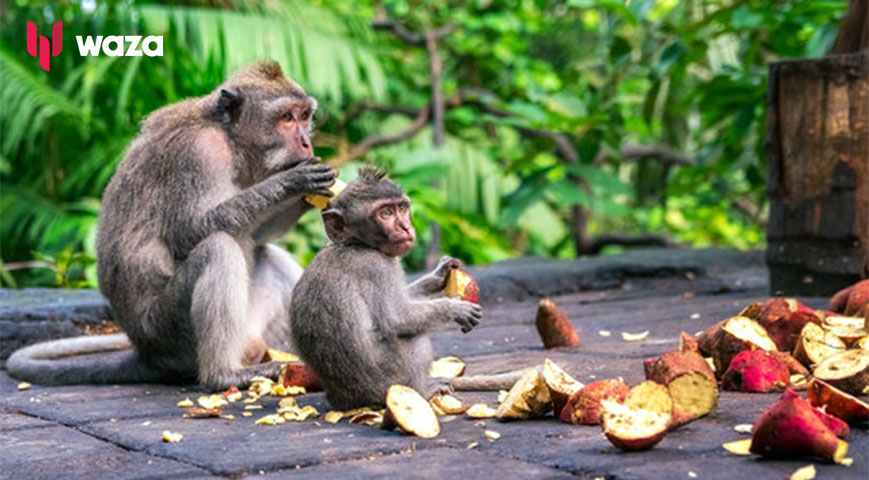 Migori farmers count losses as monkeys wreak havoc