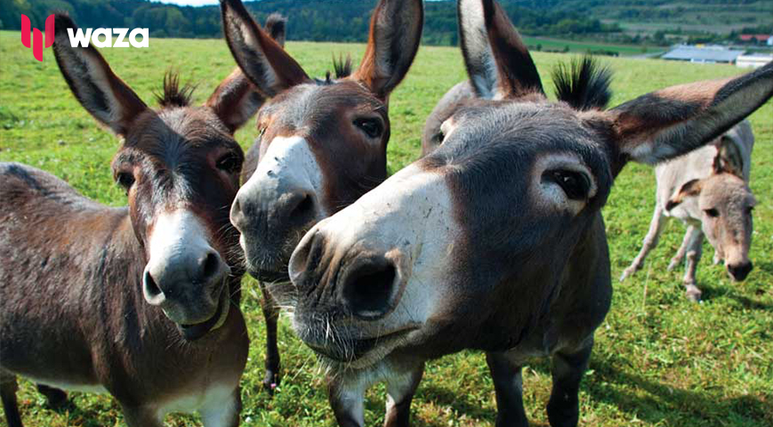 Animal welfare experts push for healthier diets, maternity leave for donkeys