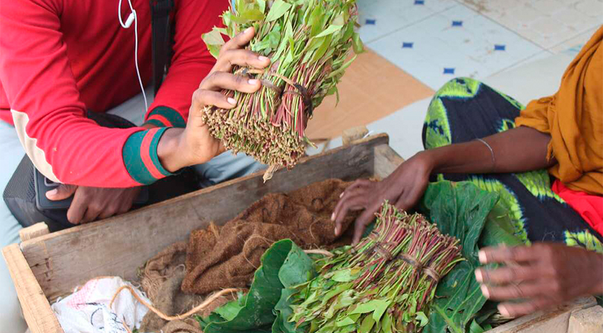 Muslim leaders want gov’t to stop promoting miraa sale