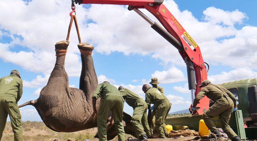 Gov't Spends Ksh 14 Million To Move 50 Elephants From Mwea To Aberdare