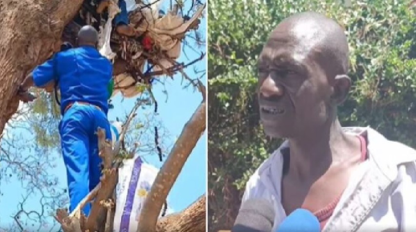 Homeless man living on top of a tree near the Machakos Law Courts rescued