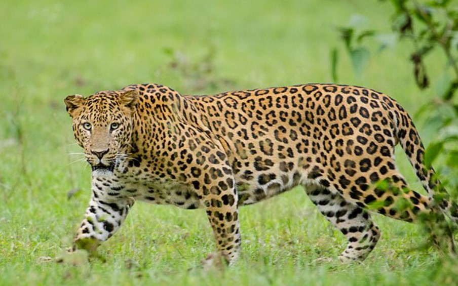 Stray Leopard Mauls Over Ten Sheep In Baringo County