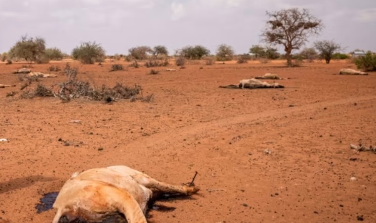 Government Allocates Kes1B For Drought-Affected Livestock Losses