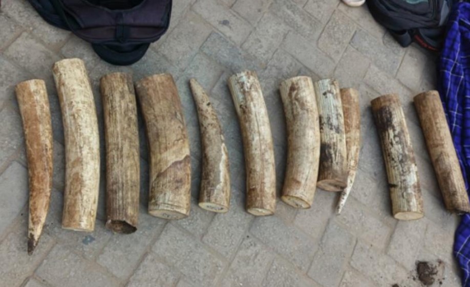 2 Tanzanians Arrested For Illegally Trading Elephant Tusks In Mombasa