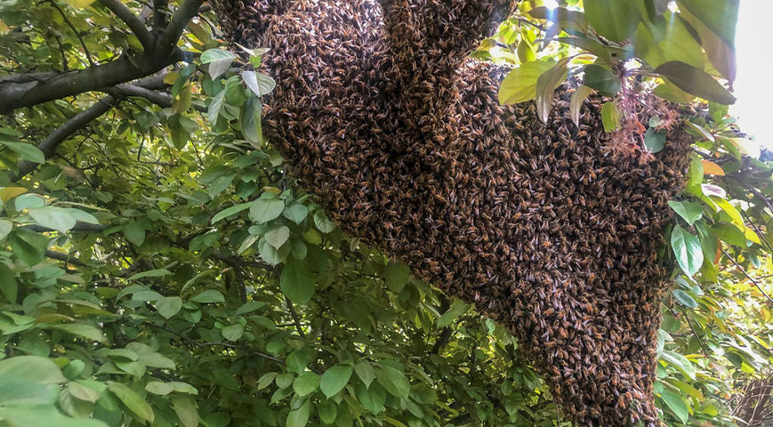 88-Year-Old Man Dies After Being Attacked By A Swarm Of Bees